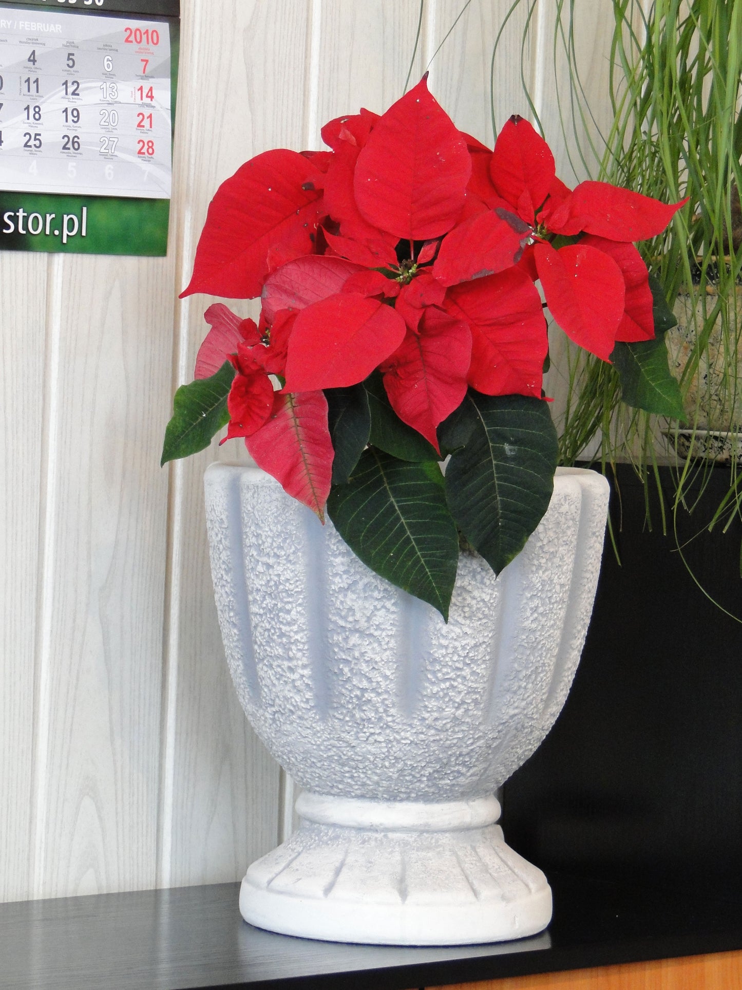 Exquisite Chalice-shaped Concrete Planter