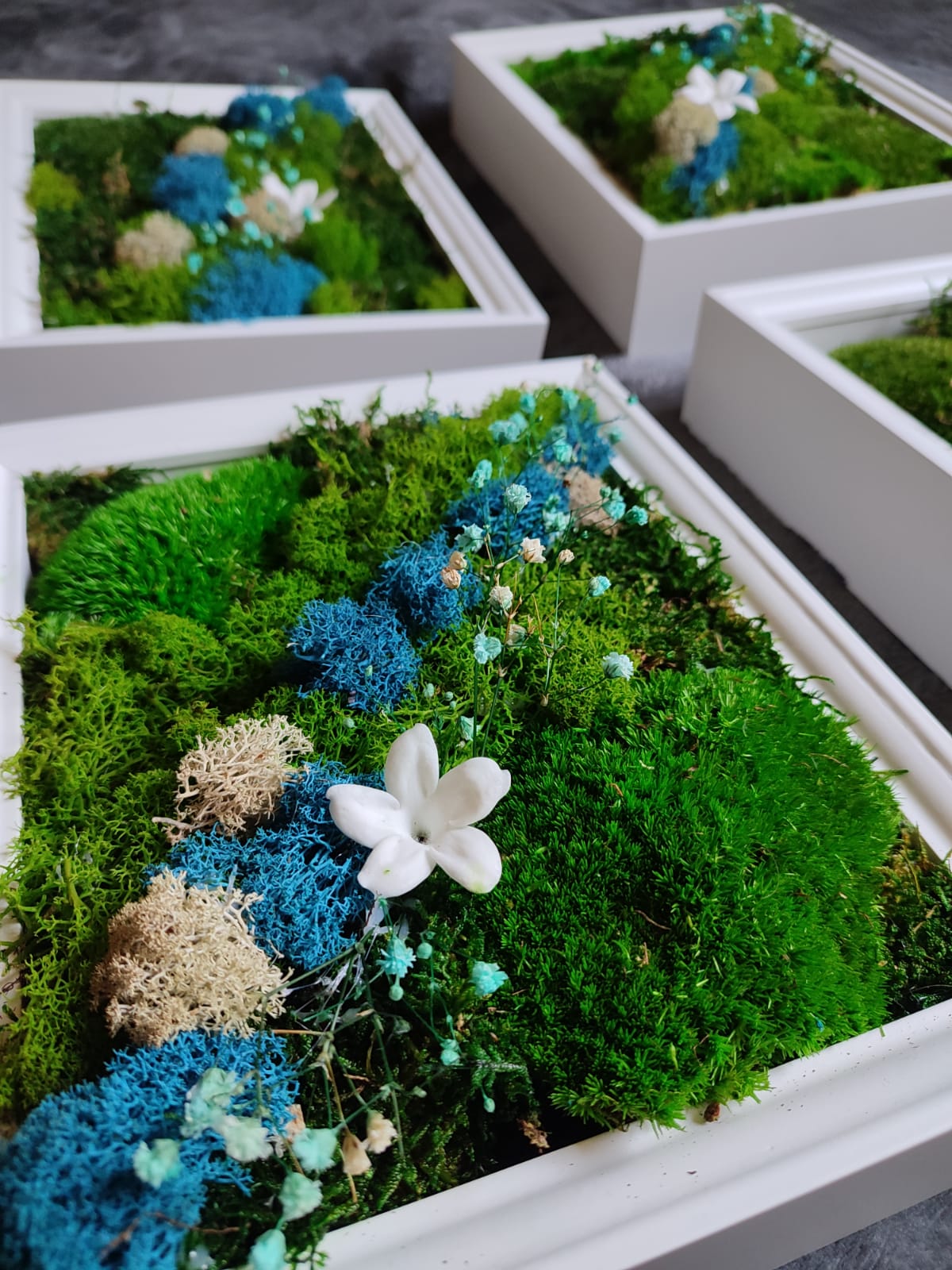 Craft made of Scandinavian moss and preserved plants in white frame - Fairy Jasmin flower